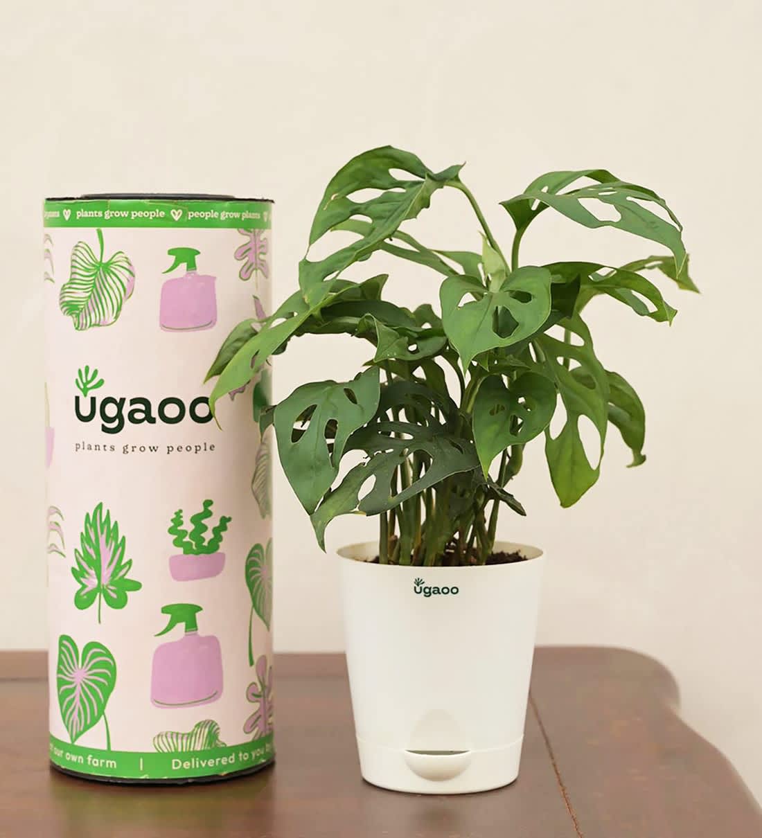 Broken Heart Natural Plant With White Self Watering Pot, By Ugaoo