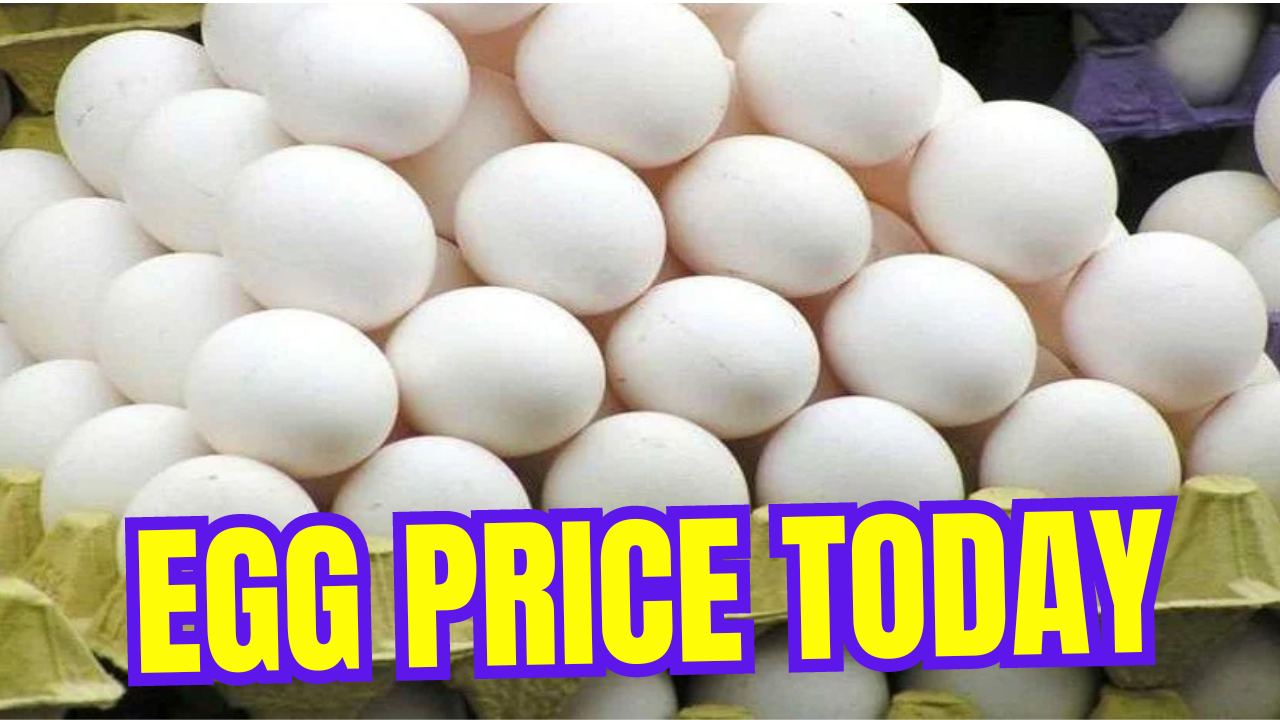 Egg Rate Today || Egg Price Today | NECC Live Egg Price